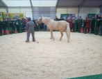 Лошадь Татарская