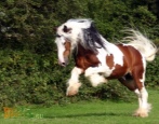 Лошадь Тинкер (Цыганская упряжная)