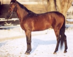 Лошадь Тракененская