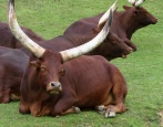 Ватусси порода коров