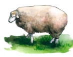 Южная мясная порода овец