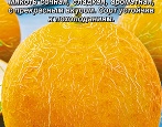 Сорта дыни — список по алфавиту