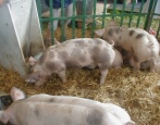 Пьетрен порода свиней