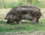 Венгерская мангалица порода свиней