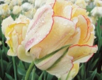 Тюльпаны Желтая Роза