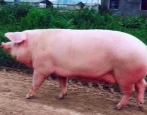 Уржумская порода свиней