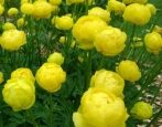 Купальница Лемон Квин