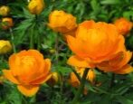 Купальница Оранж Принцесс