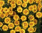 Кореопсис Санфайер