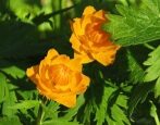 Купальница сибирская