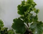 Плющ (хедера) Сесилия