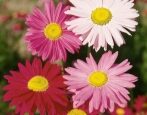 Персидская ромашка (пиретрум розовый, пижма красная)