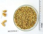 Чечевица Восточная