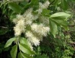 Ясень манновый (белый)
