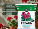 Грунт Сад Чудес Герань