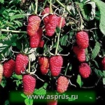 Сорта крупноплодной малины