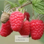 Сорта крупноплодной малины