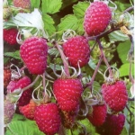 Сорта крупноплодной малины