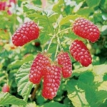 Сорта крупноплодной малины