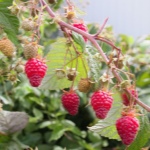 Сорта крупноплодной малины