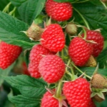 Сорта крупноплодной малины