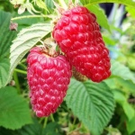 Сорта крупноплодной малины