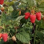 Сорта крупноплодной малины