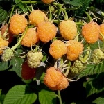 Сорта крупноплодной малины