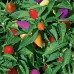 Как вырастить острый перец хабанеро и использовать этот компонент в кулинарии