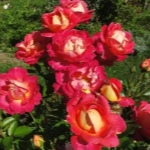 Роза Декор Арлекин