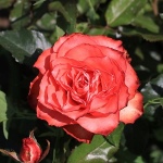 Роза Игуана