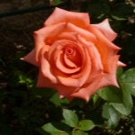 Роза Импульс