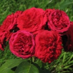 Роза Красная Шапочка