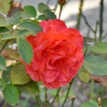 Роза Красный Маяк