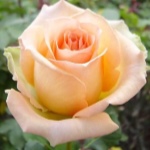 Роза Версилия