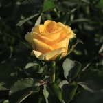 Роза Желтый Остров