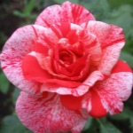 Роза Филателия