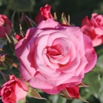 Роза Ксения