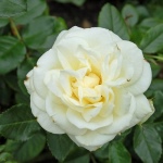 Роза Ла Палома 85