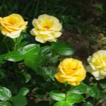 Роза Папилон