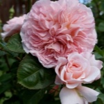 Роза Роз де Толбиак