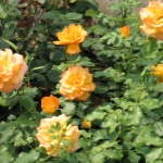 Роза Сахара