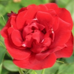 Роза Травиата