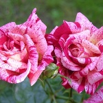 Плетистые розы для тени