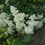 Гортензия Хайес Старбест