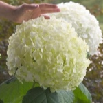 Гортензия Инкредибл