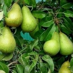 Хорошие сорта груш и зимние груши