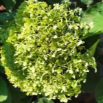 Гортензия Лайм Рики