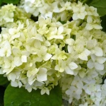 Гортензия Стерилис