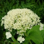 Гортензия Уайт Дом